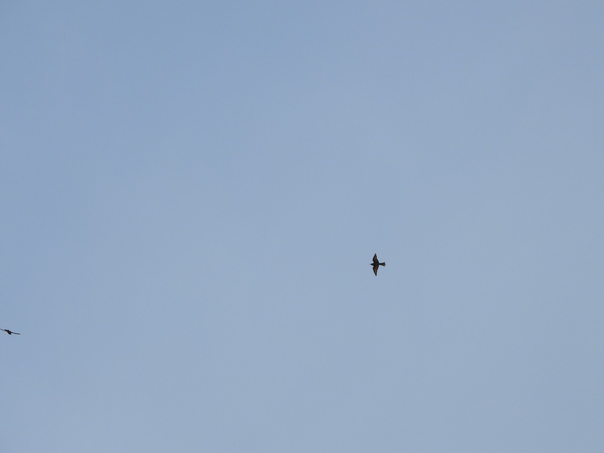 European Bee-eater - ML332849811