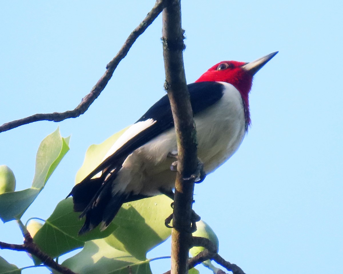 Red-headed Woodpecker - ML332850381