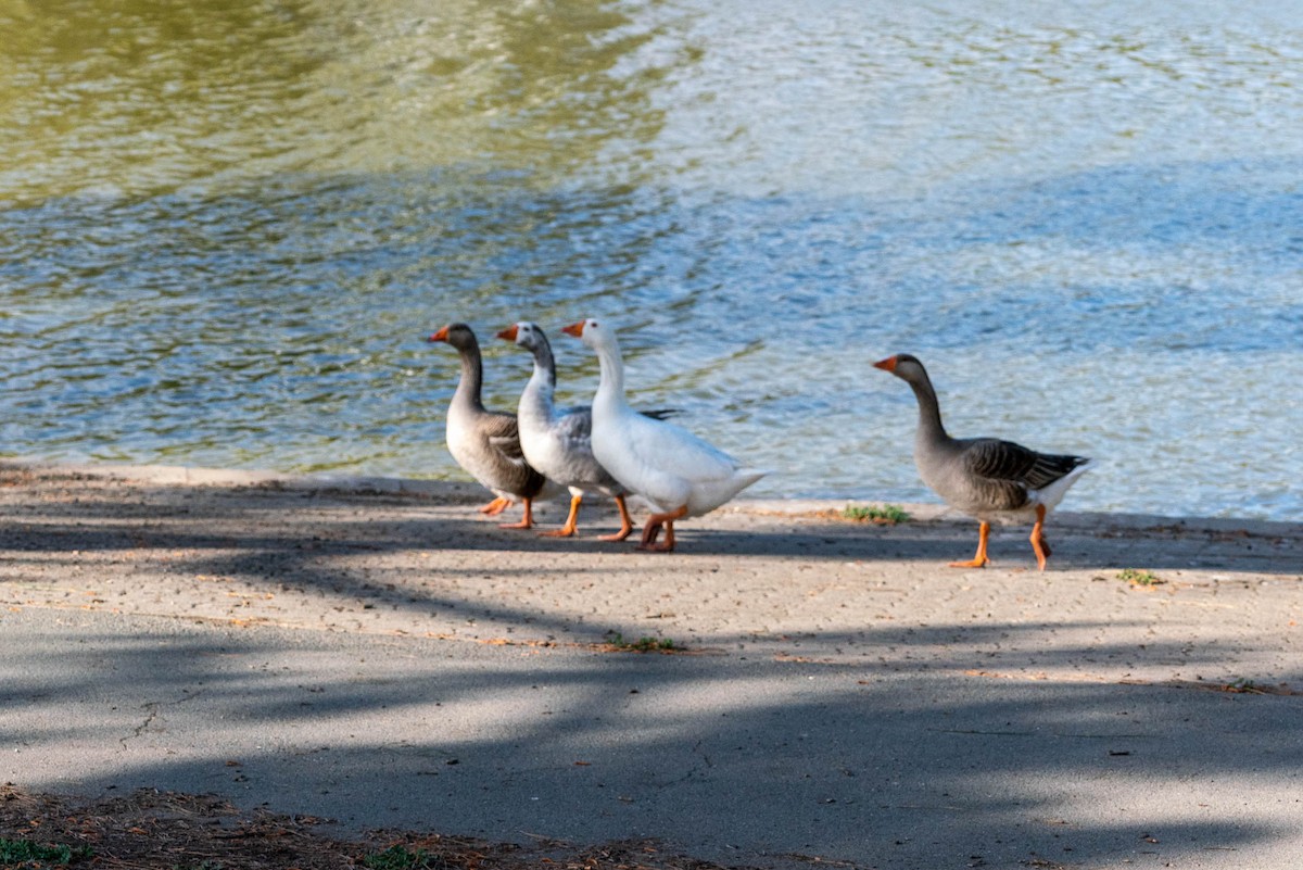 tamgås (domestisert Anser sp.) - ML332851751