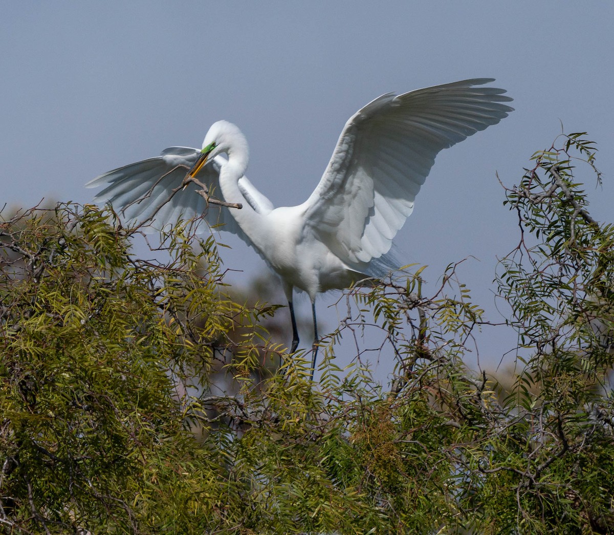 Great Egret - ML332852041