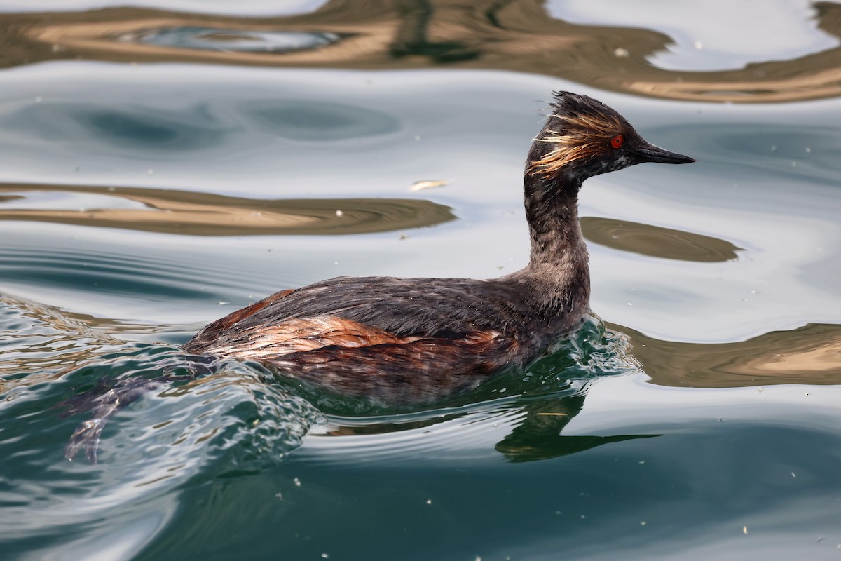 Eared Grebe - Linda Gettier