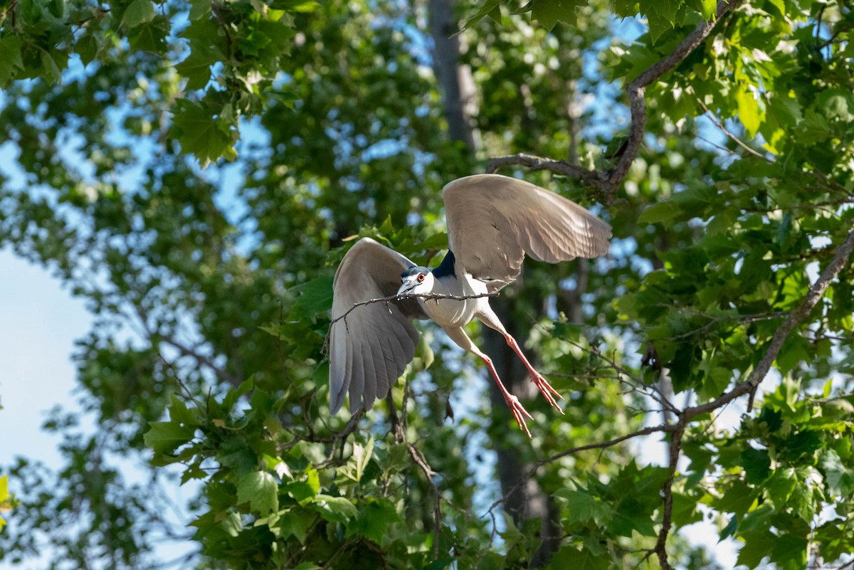 Black-crowned Night Heron - ML332853271