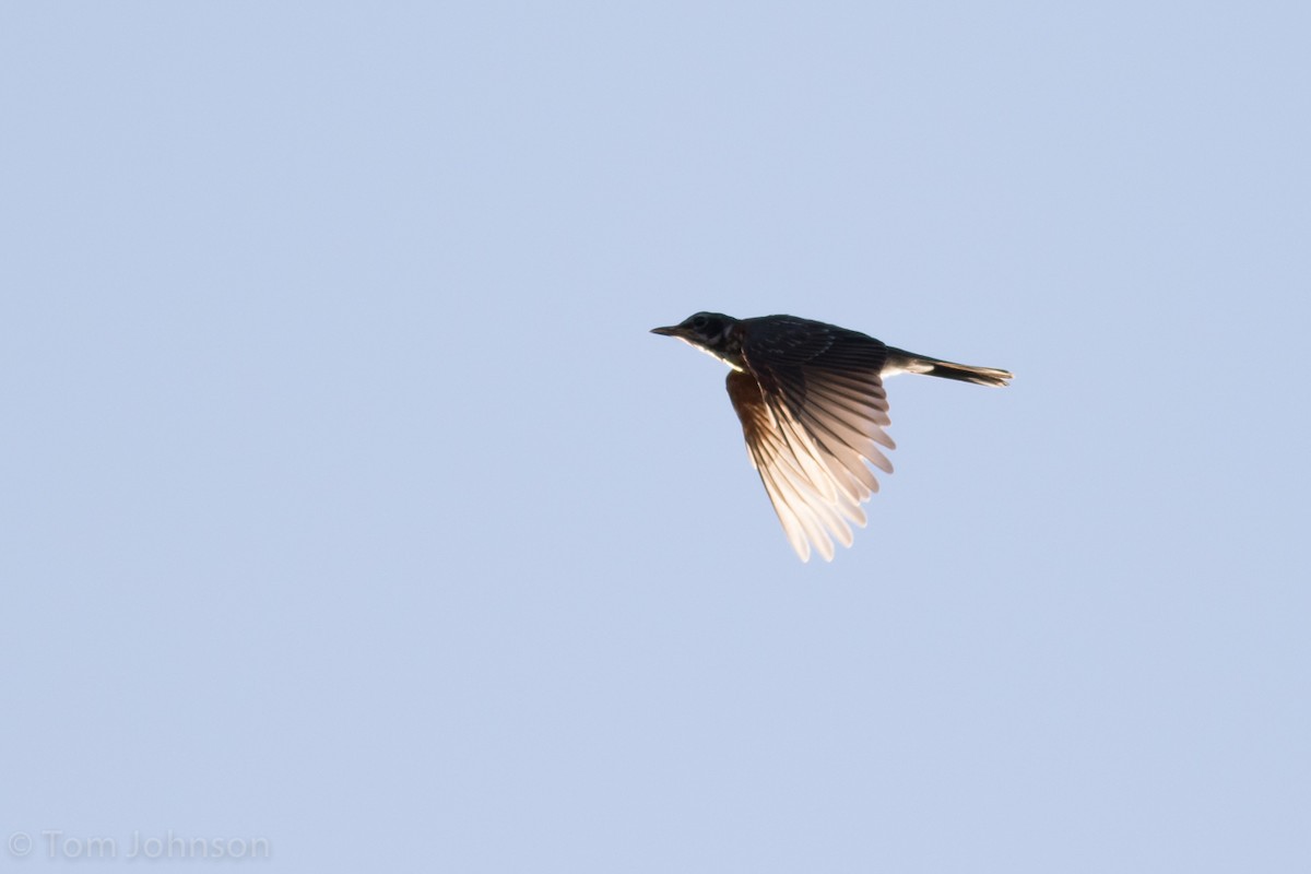 American Robin - ML33285541