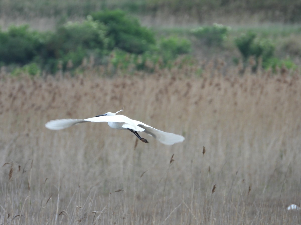 Little Egret (Western) - ML332856251