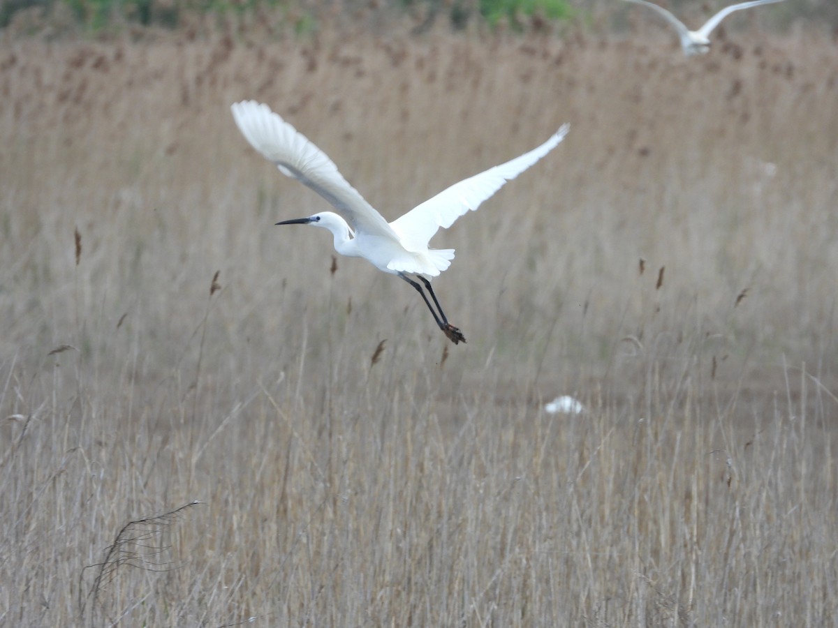 Little Egret (Western) - ML332856271