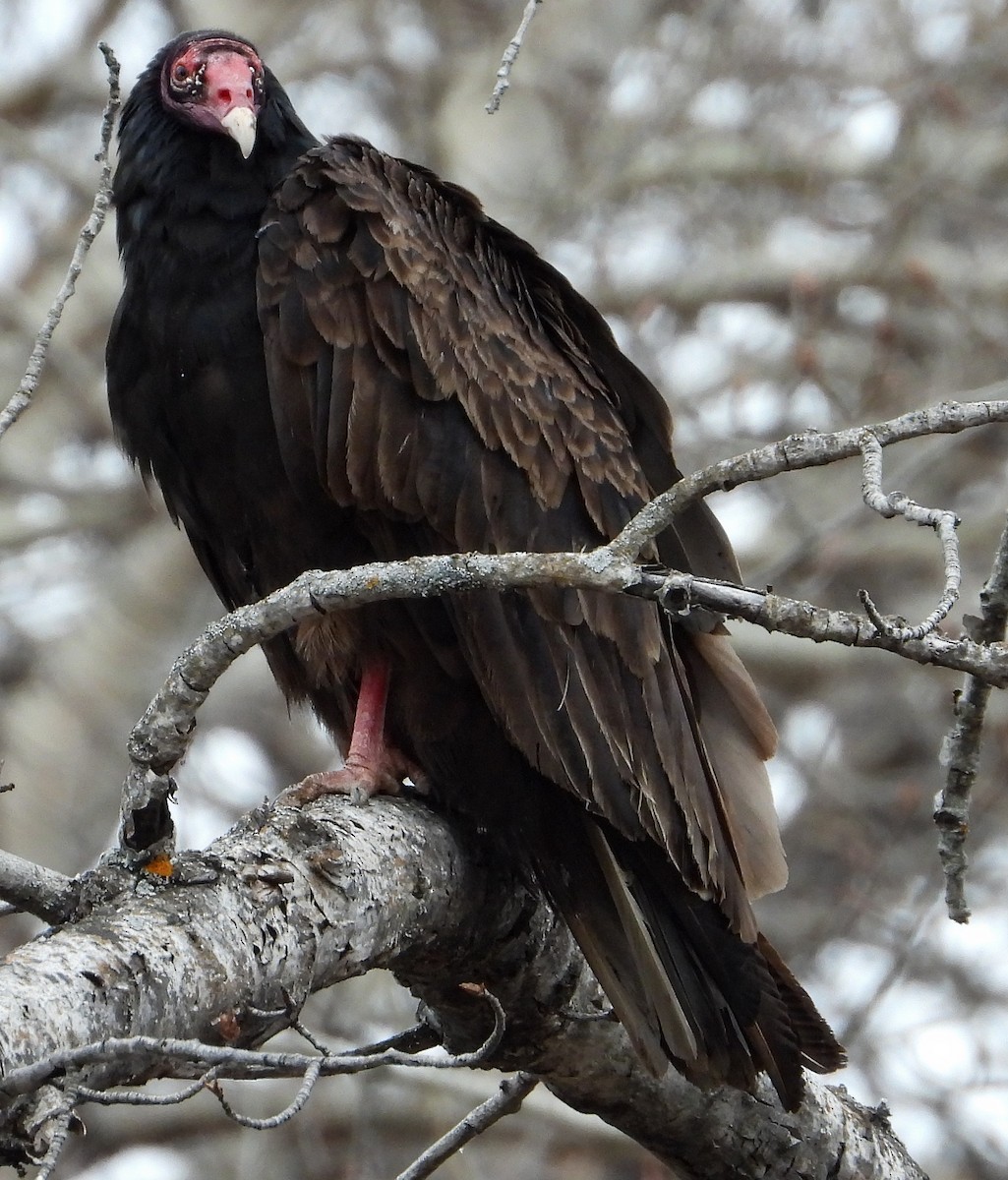 Turkey Vulture (Northern) - ML332857081