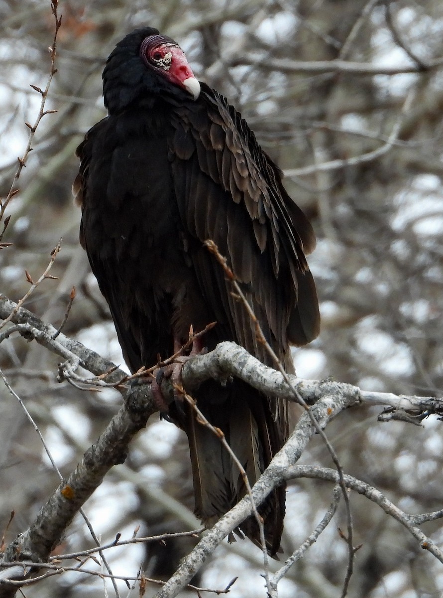 Turkey Vulture (Northern) - ML332857101