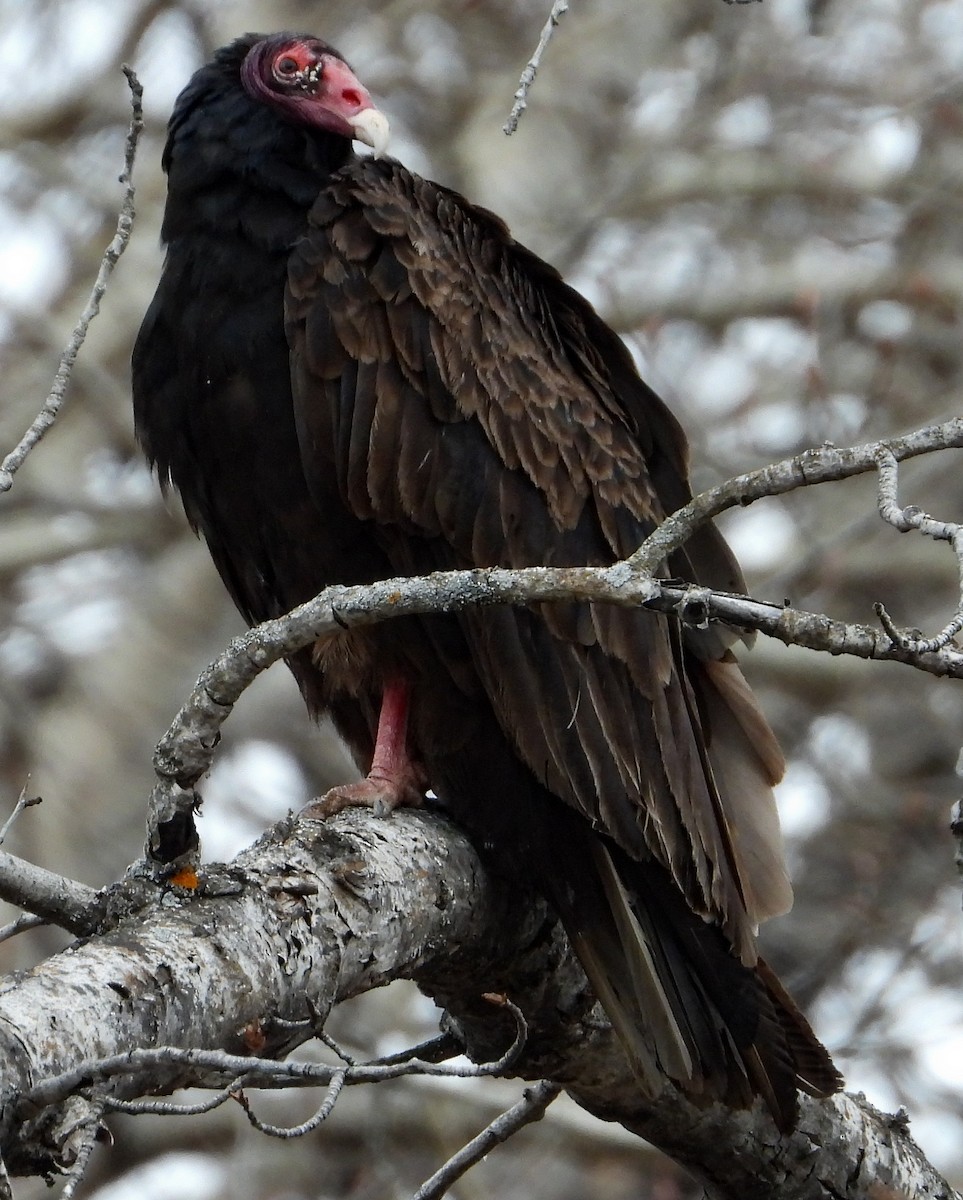 Turkey Vulture (Northern) - ML332857141