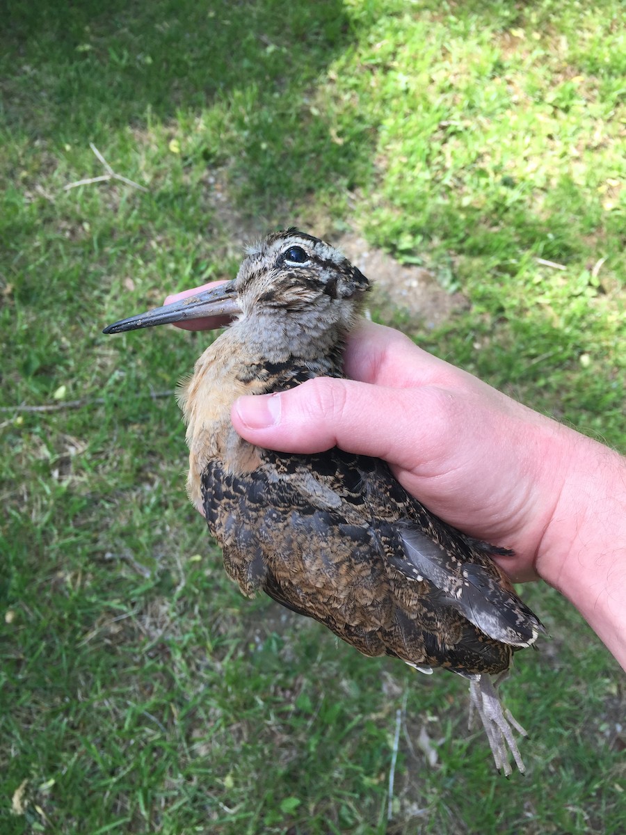 American Woodcock - ML332857981