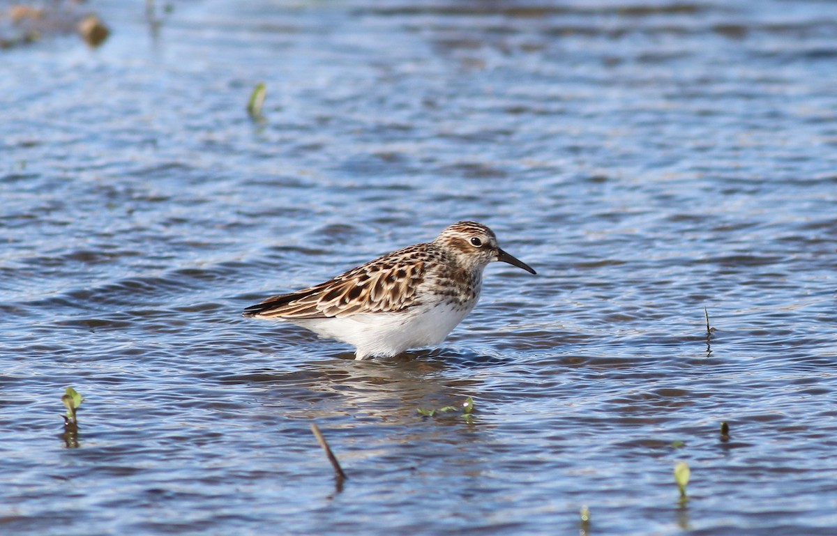 Least Sandpiper - ML332858931