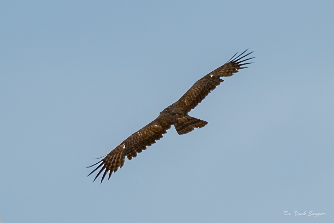 Steppe Eagle - ML332861071