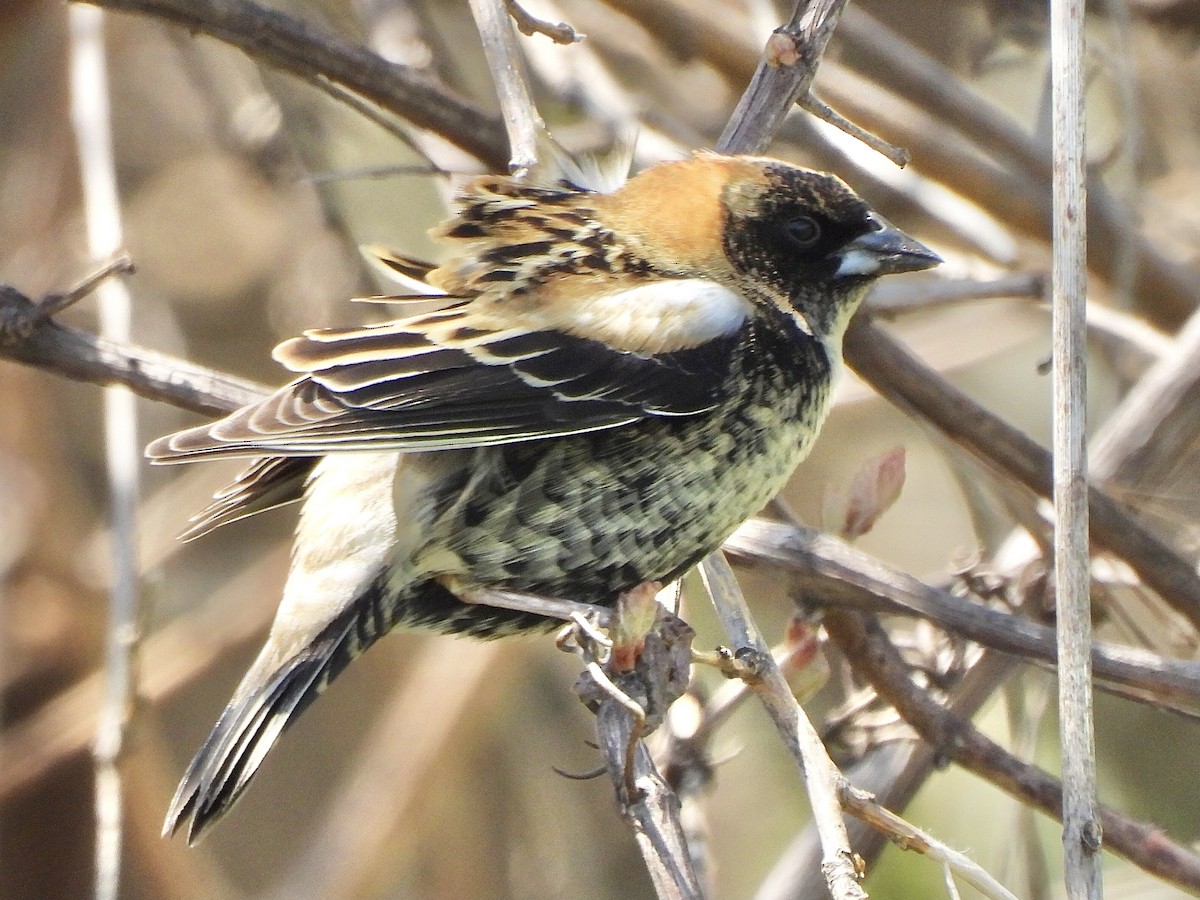 Bobolink - ML332861281