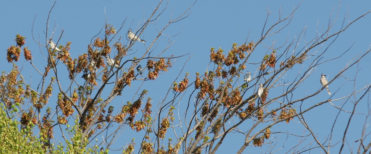 Blue Jay - ML332861471