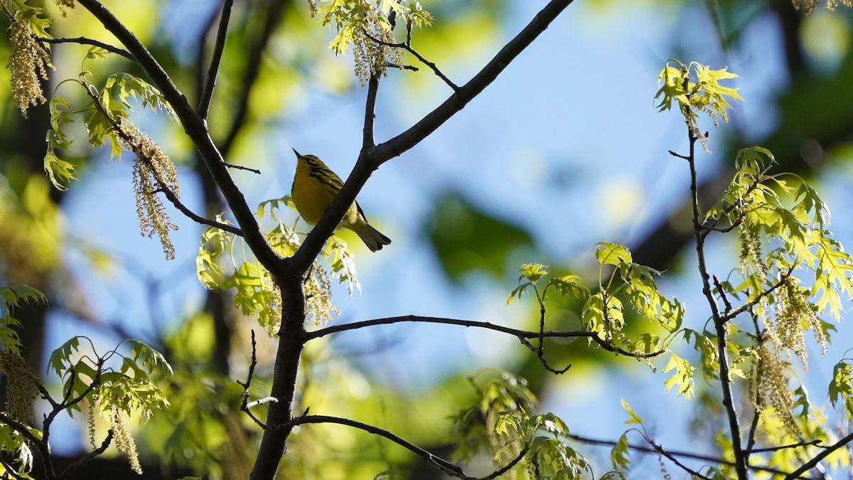 Prairie Warbler - ML332863261