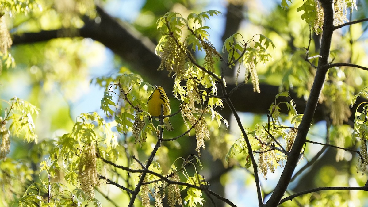 Prairie Warbler - ML332863271