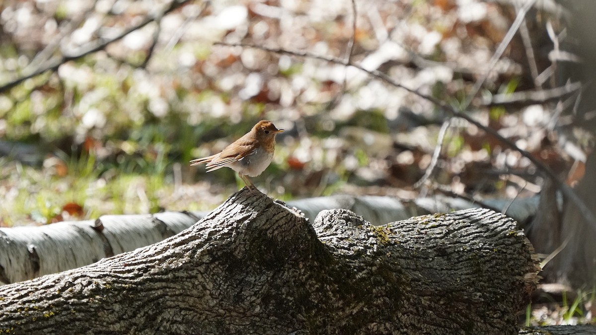 Veery - Javad Shahidi