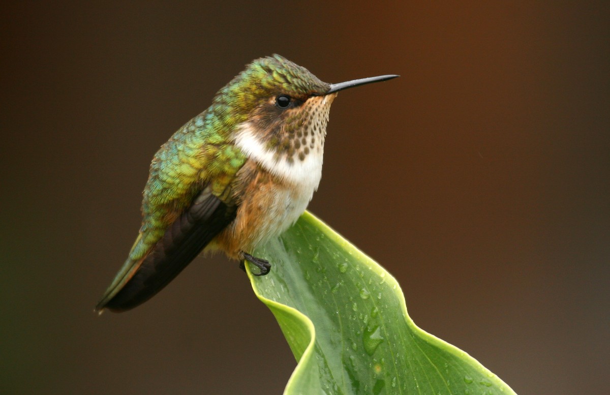 Scintillant Hummingbird - ML33286501