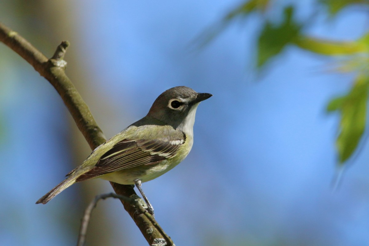 Blue-headed Vireo - Malcolm Kurtz