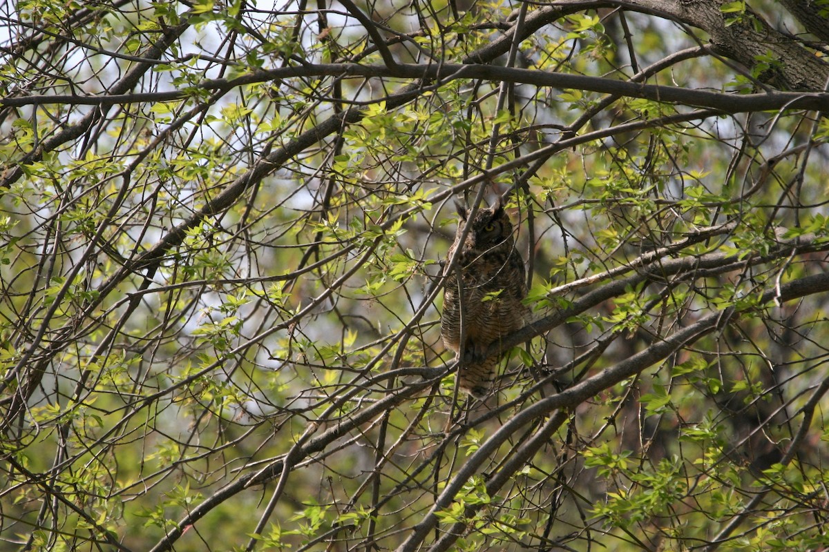 Great Horned Owl - ML332865261