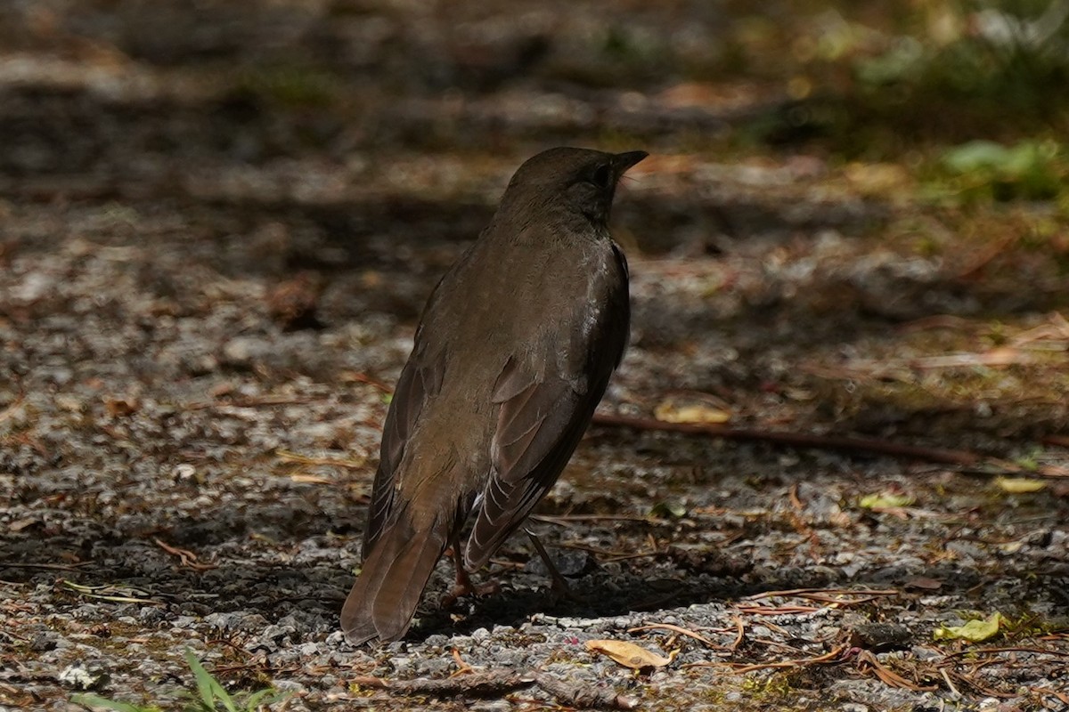 Gray-cheeked Thrush - ML332869161