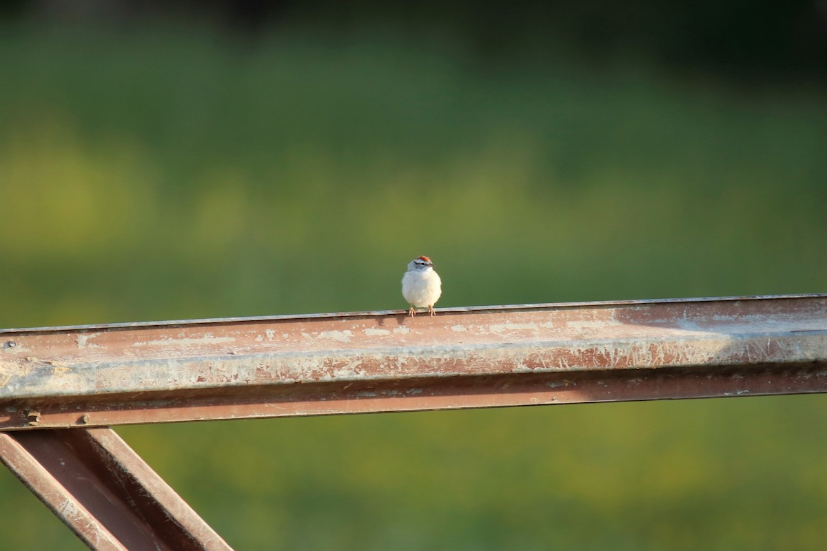 Chipping Sparrow - ML332869241