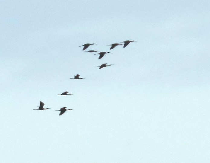 Гялаан билүүс - ML332869311