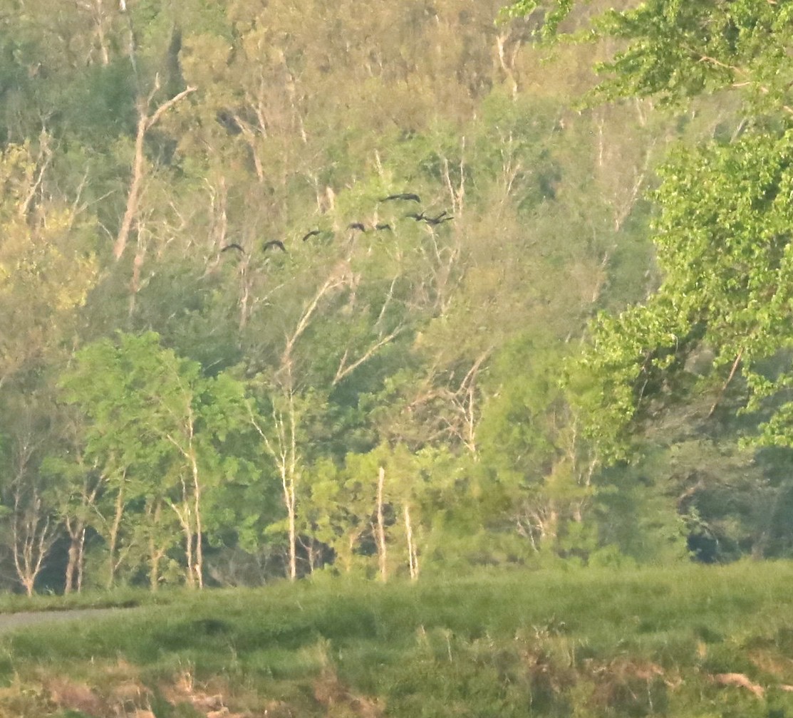 Гялаан билүүс - ML332869351