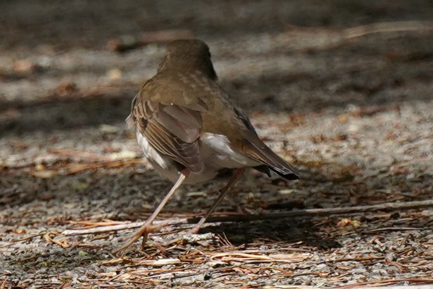 Gray-cheeked Thrush - Reinhard Beatty