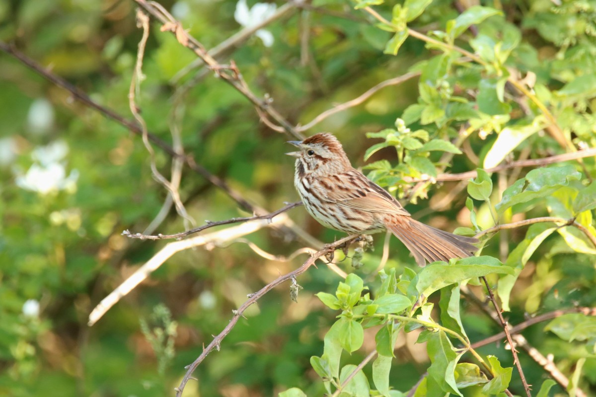Song Sparrow - ML332869651