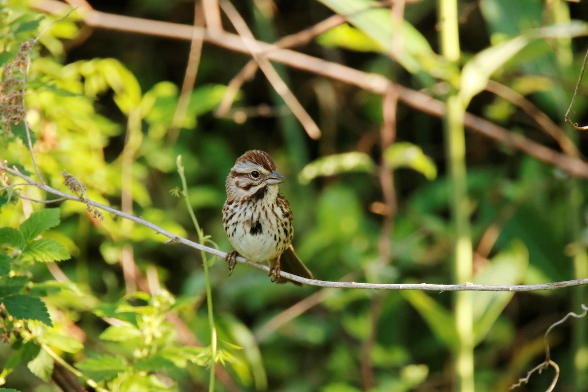 Song Sparrow - ML332869661
