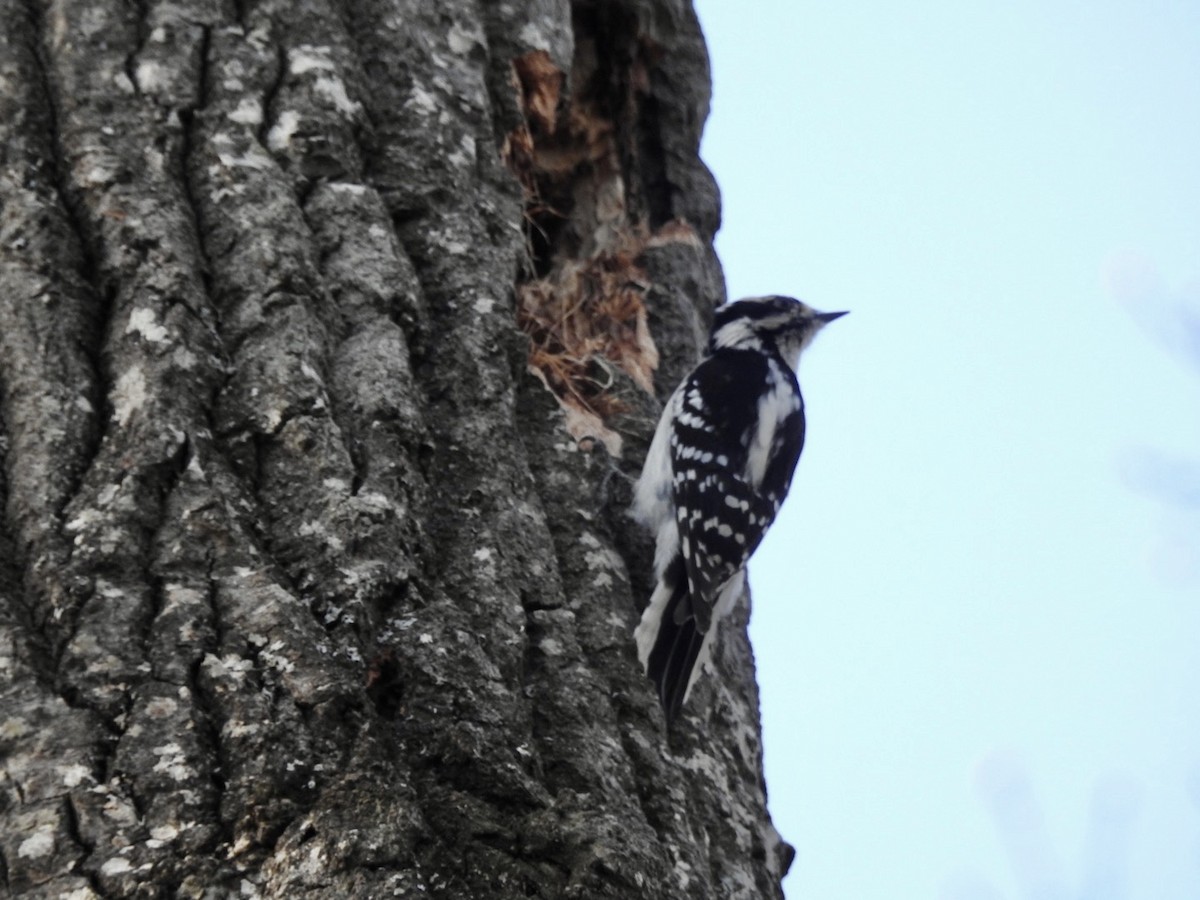 Downy Woodpecker - Jayne L