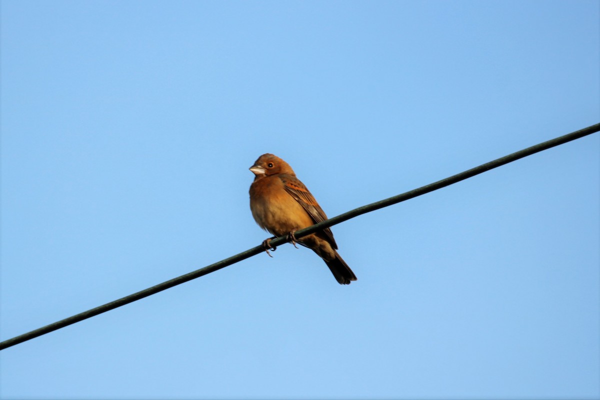 Blue Grosbeak - ML332870211