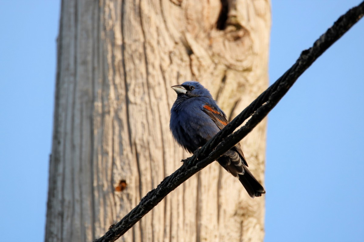Blue Grosbeak - ML332870221