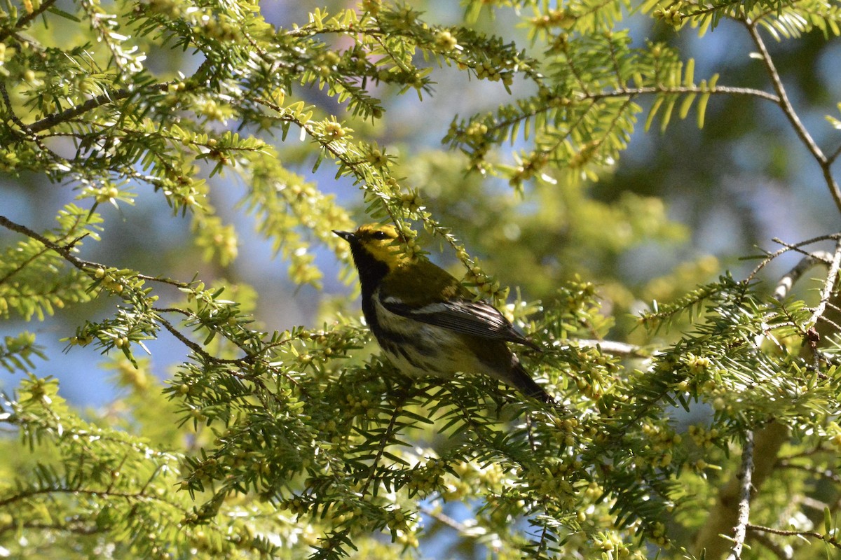 Black-throated Green Warbler - ML332870701