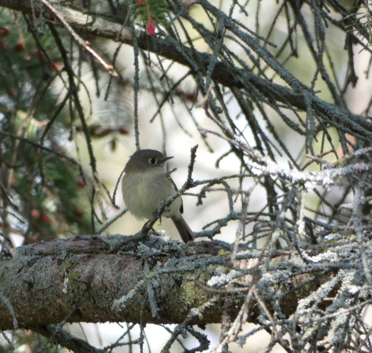 Ruby-crowned Kinglet - Monique Berlinguette