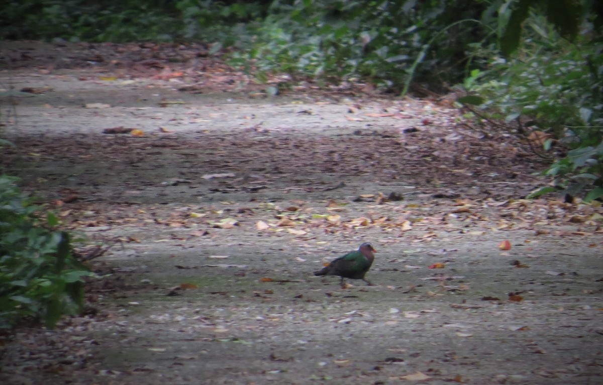holub zelenokřídlý - ML33287591