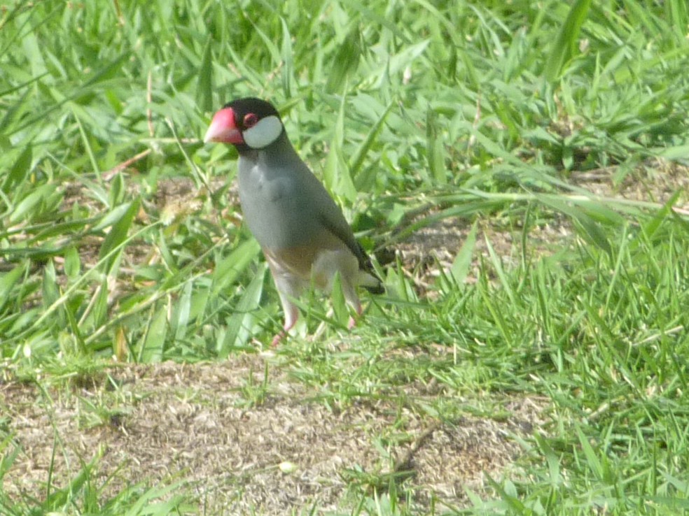 Java Sparrow - David George