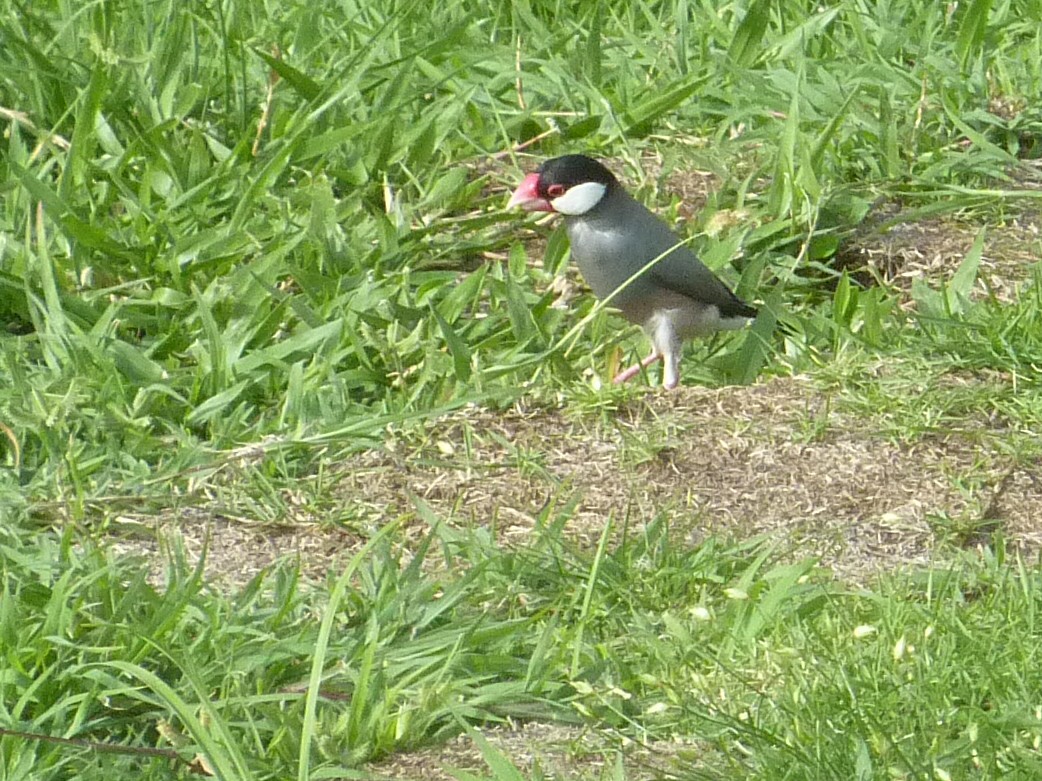 Java Sparrow - David George