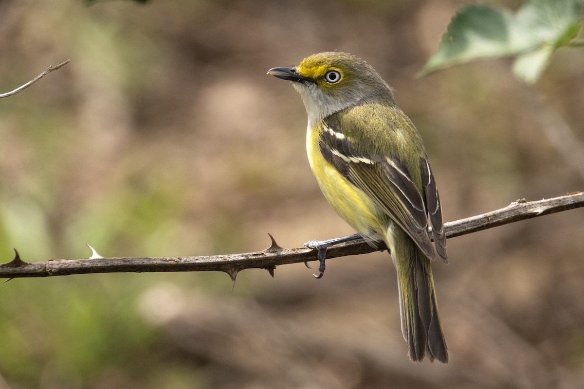 Ak Gözlü Vireo - ML332878061