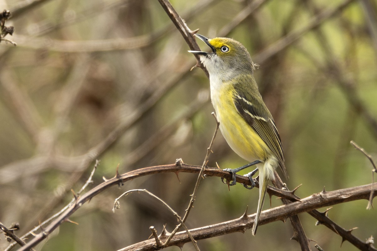 Ak Gözlü Vireo - ML332878091