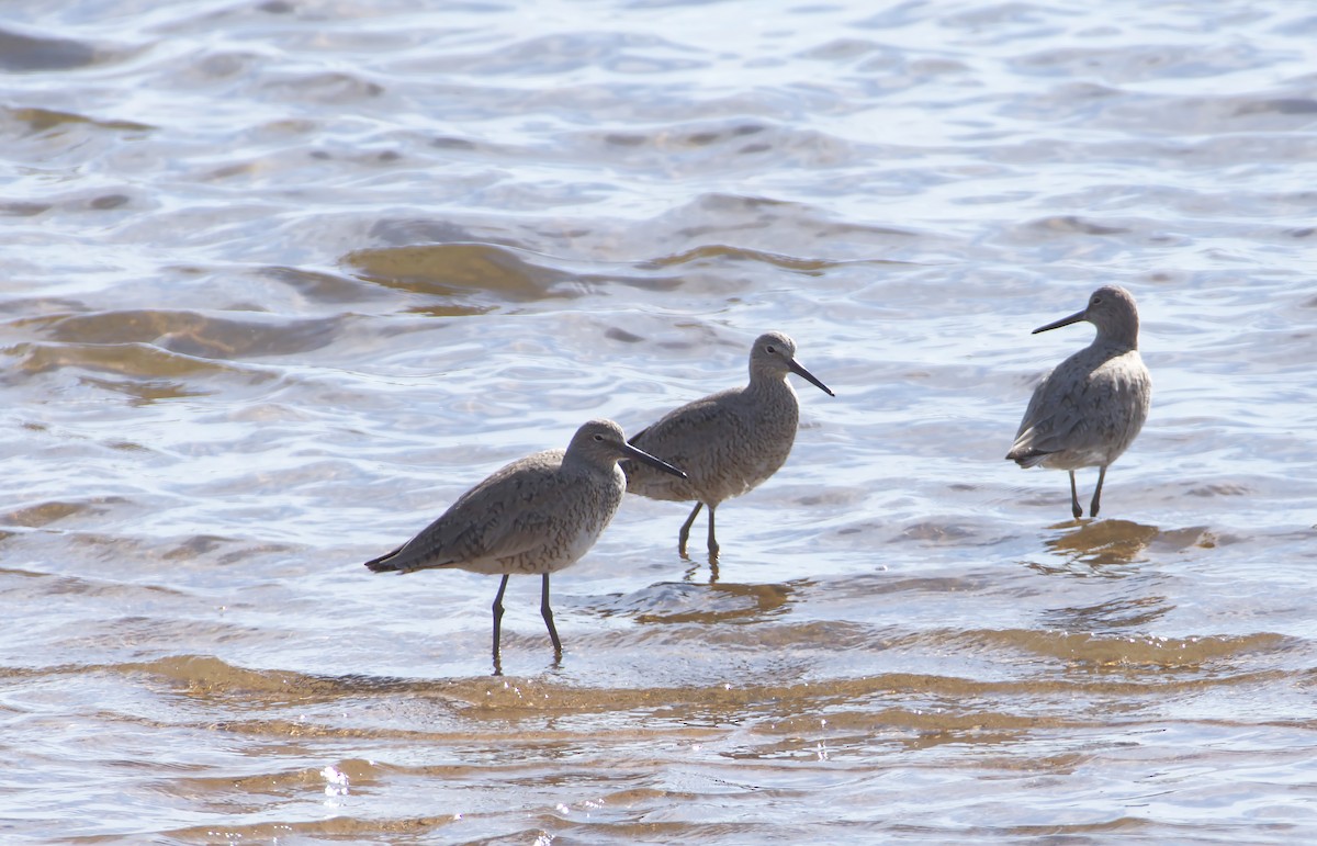 Willet - Mark Minner-Lee 🦉