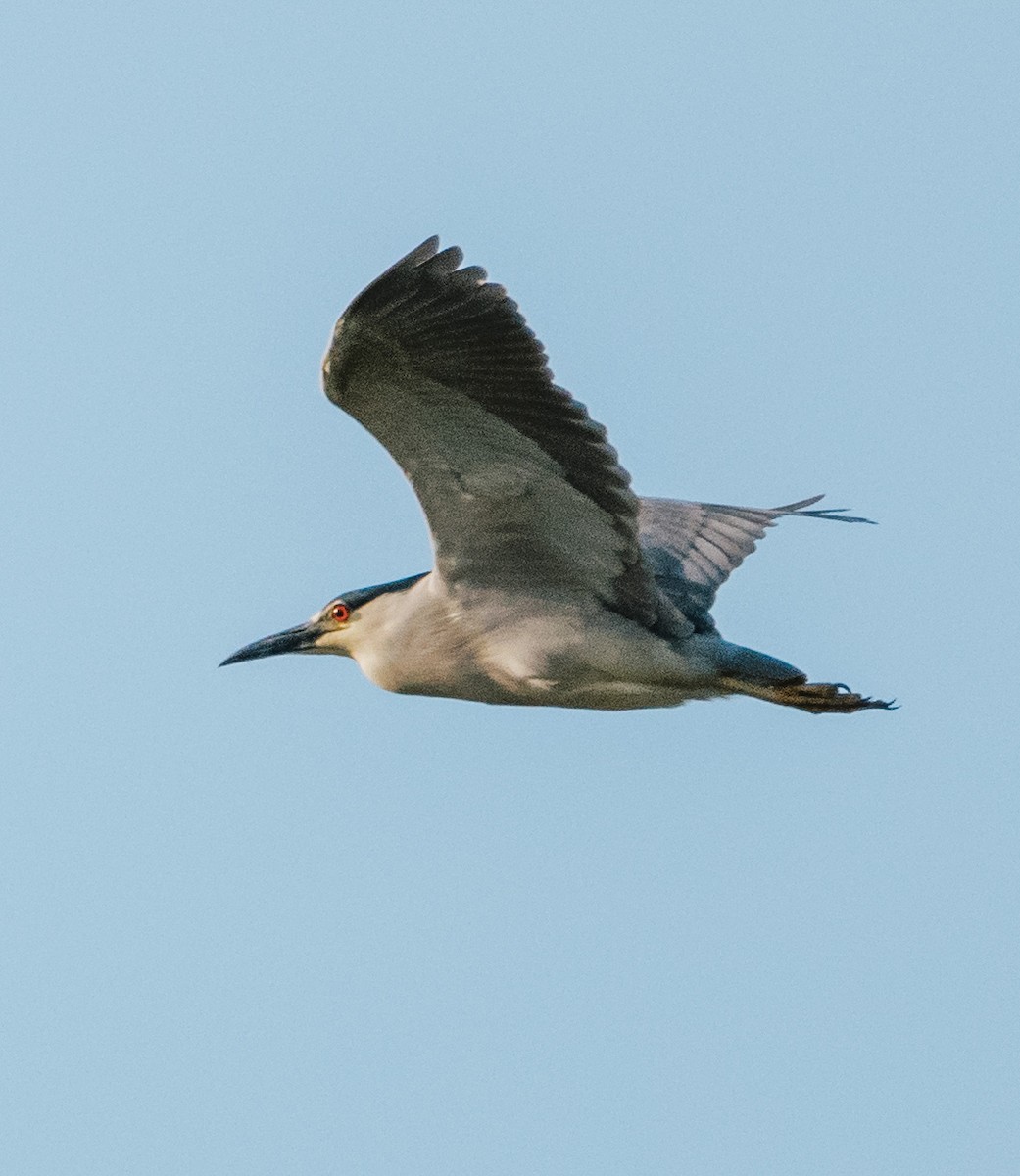 Black-crowned Night Heron - ML332880301