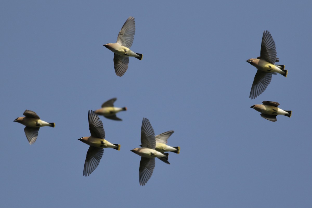 Cedar Waxwing - ML332880771