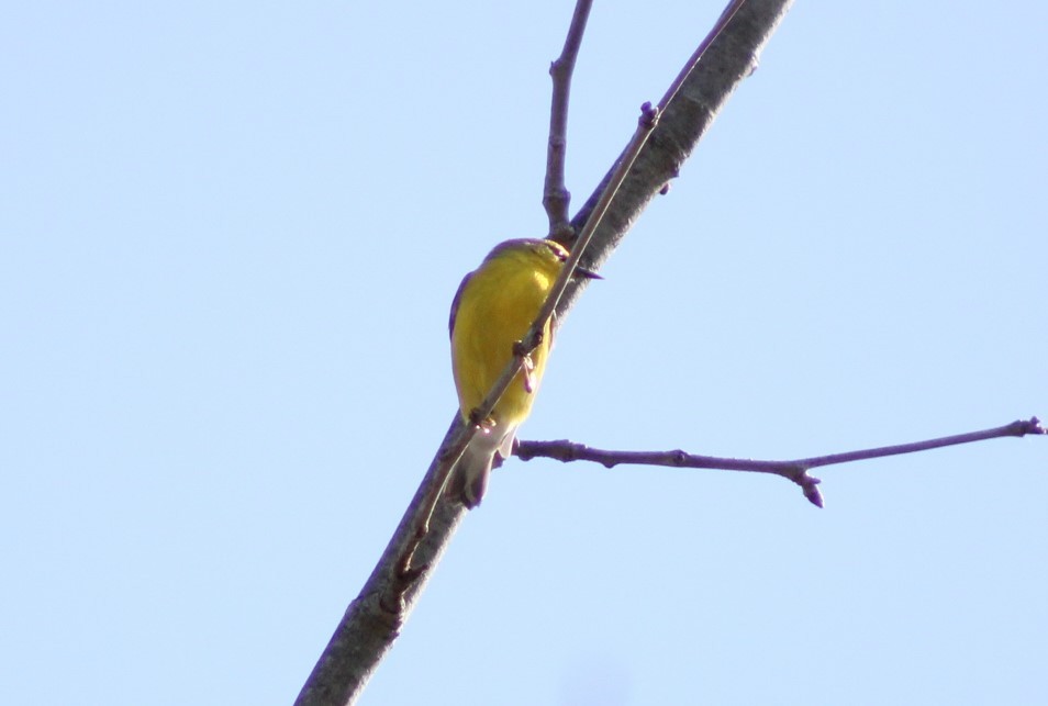 Blue-winged Warbler - ML332881271