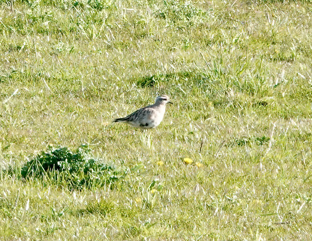 Eurasian Dotterel - Phil Hyde