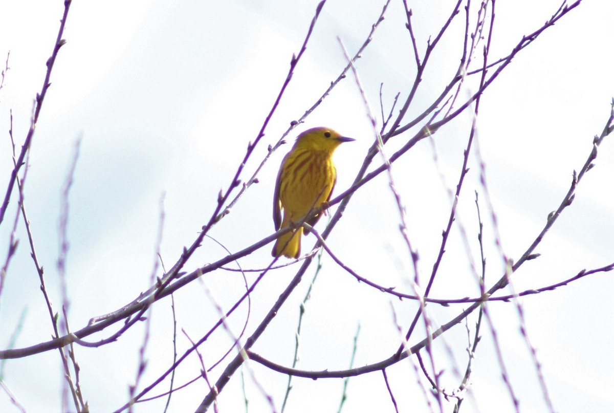 Yellow Warbler - T Shimek