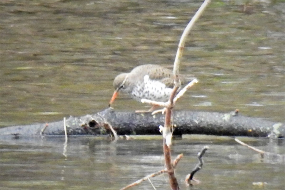 Spotted Sandpiper - ML332882361