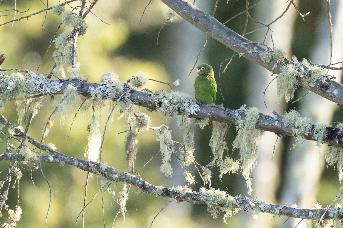 Santa Marta Parakeet - ML332882991