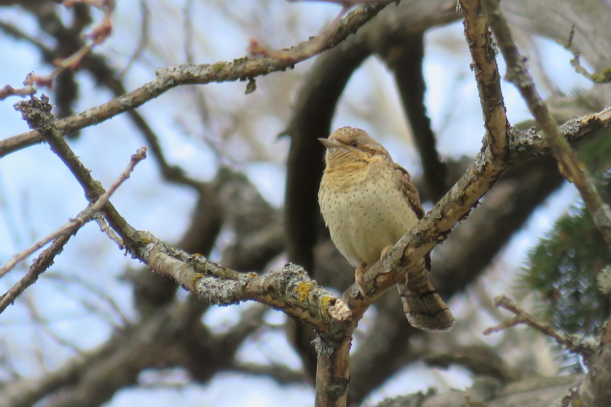 Eurasian Wryneck - ML332884001