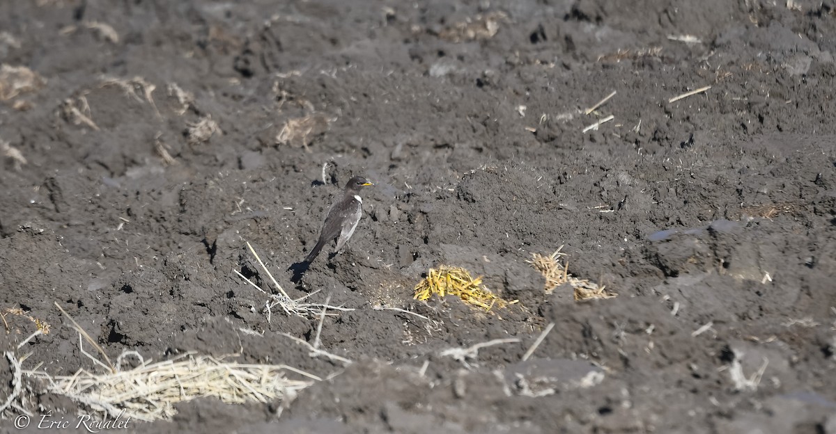 Ring Ouzel (Northern) - Eric Francois Roualet